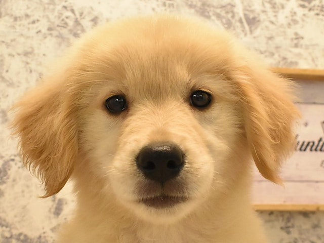 神奈川県のゴールデンレトリバー (ペッツワン三浦店/2024年5月11日生まれ/女の子/ゴールデン)の子犬